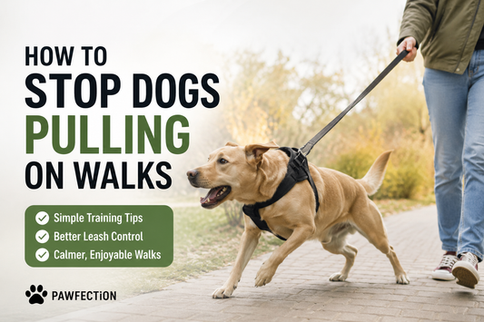 Infographic showing simple tips to stop dogs pulling on walks featuring a dog wearing a no-pull harness during an outdoor walk.